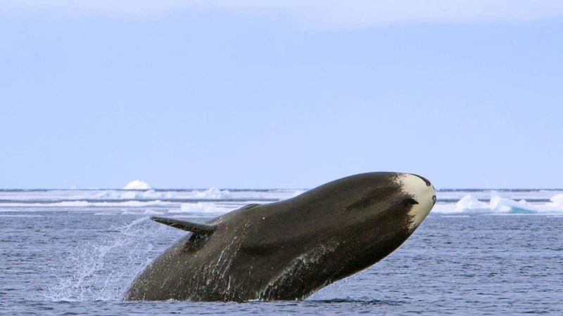 Bowhead Whale