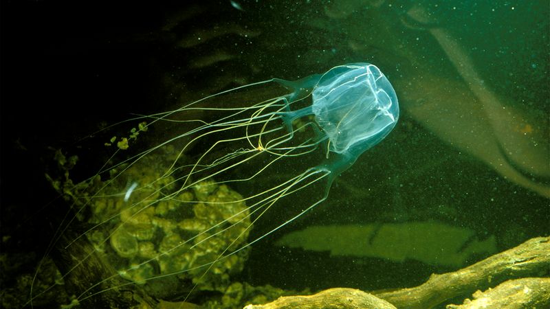 Box Jellyfish