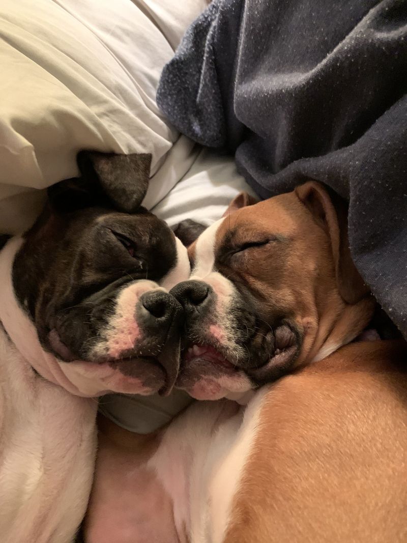 Boxer