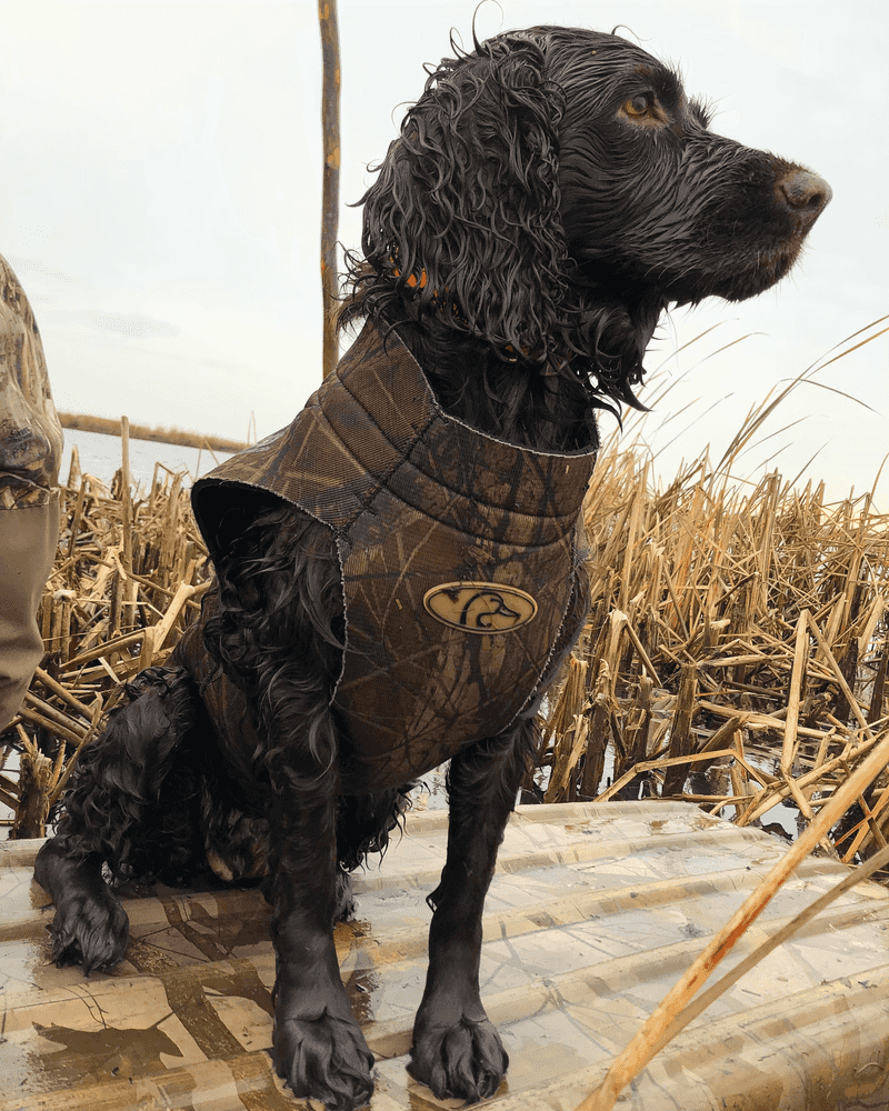 Boykin Spaniel