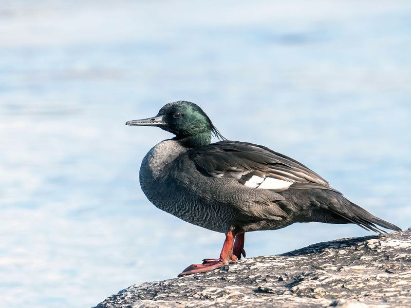 Brazilian Merganser