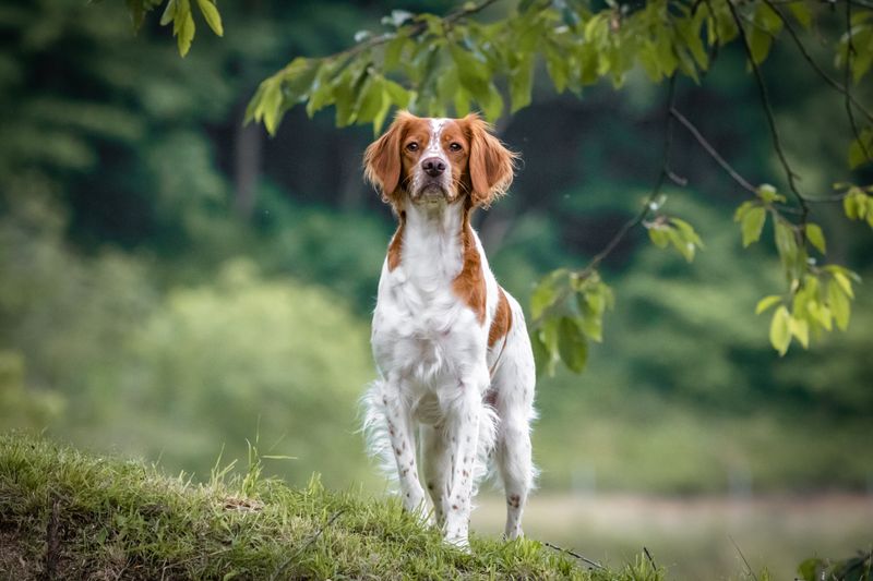 Brittany Spaniel