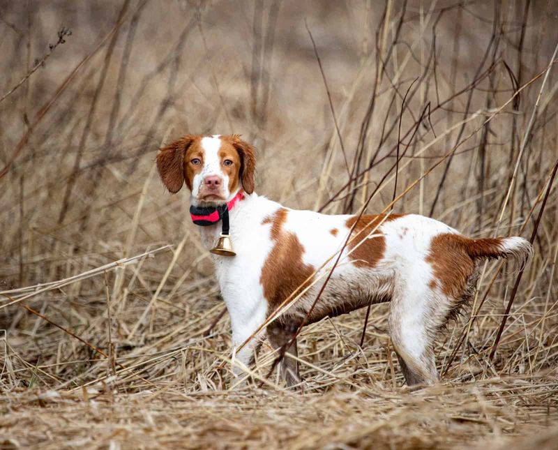 Brittany Spaniel