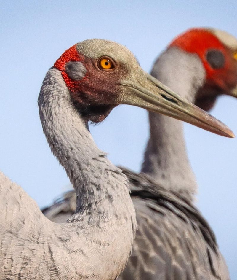 Brolga