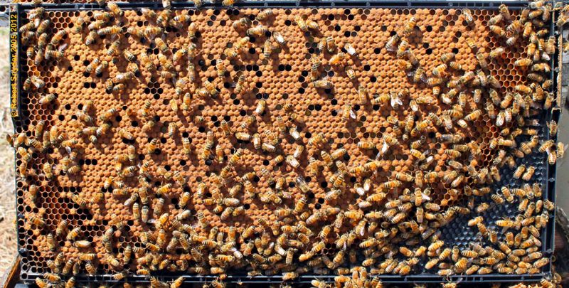 Brood Cycle Insights