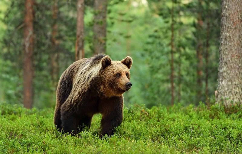 Brown Bear