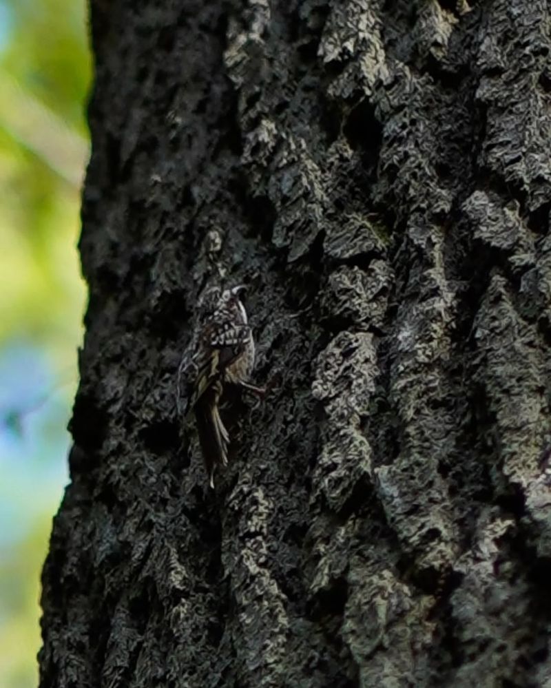 Brown Creeper