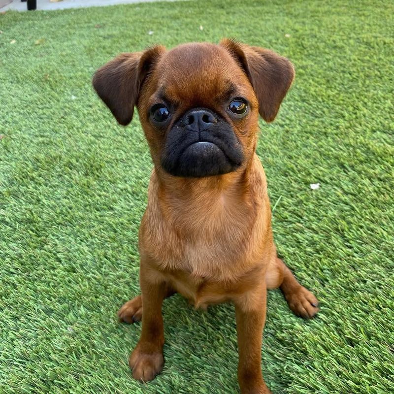 Brussels Griffon