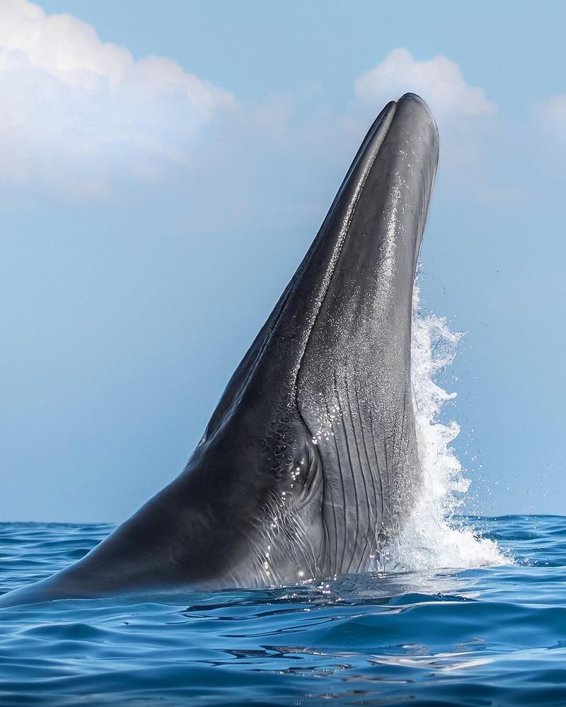 Bryde's Whale