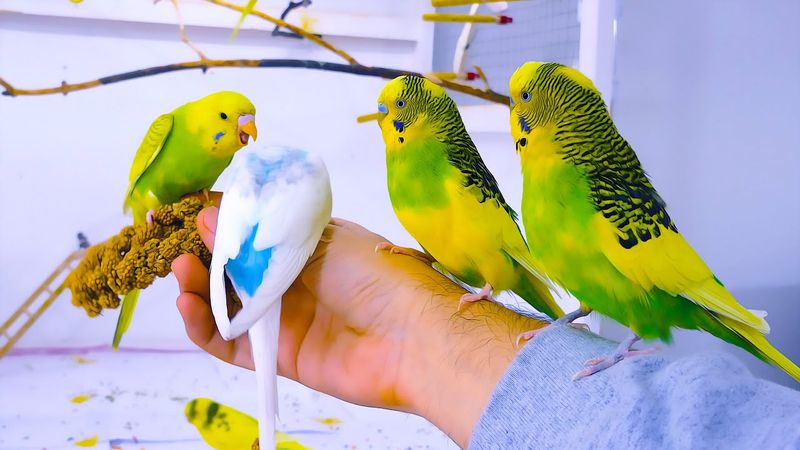 Budgerigar