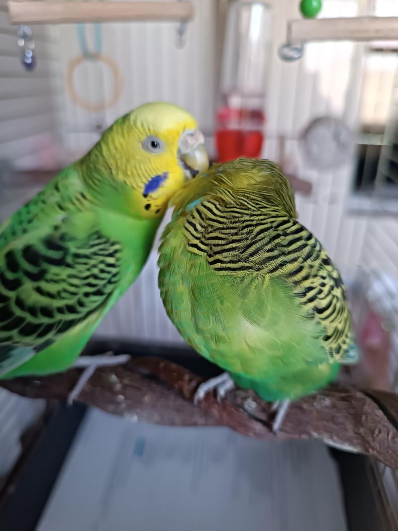 Budgerigar