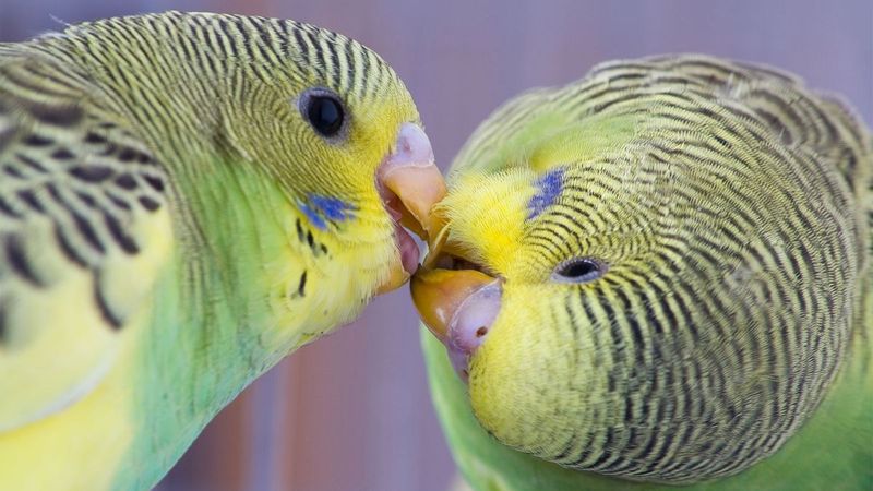 Budgerigar (Budgie)