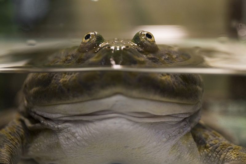 Budgett's Frog