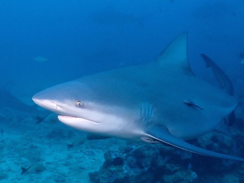 Bull Shark