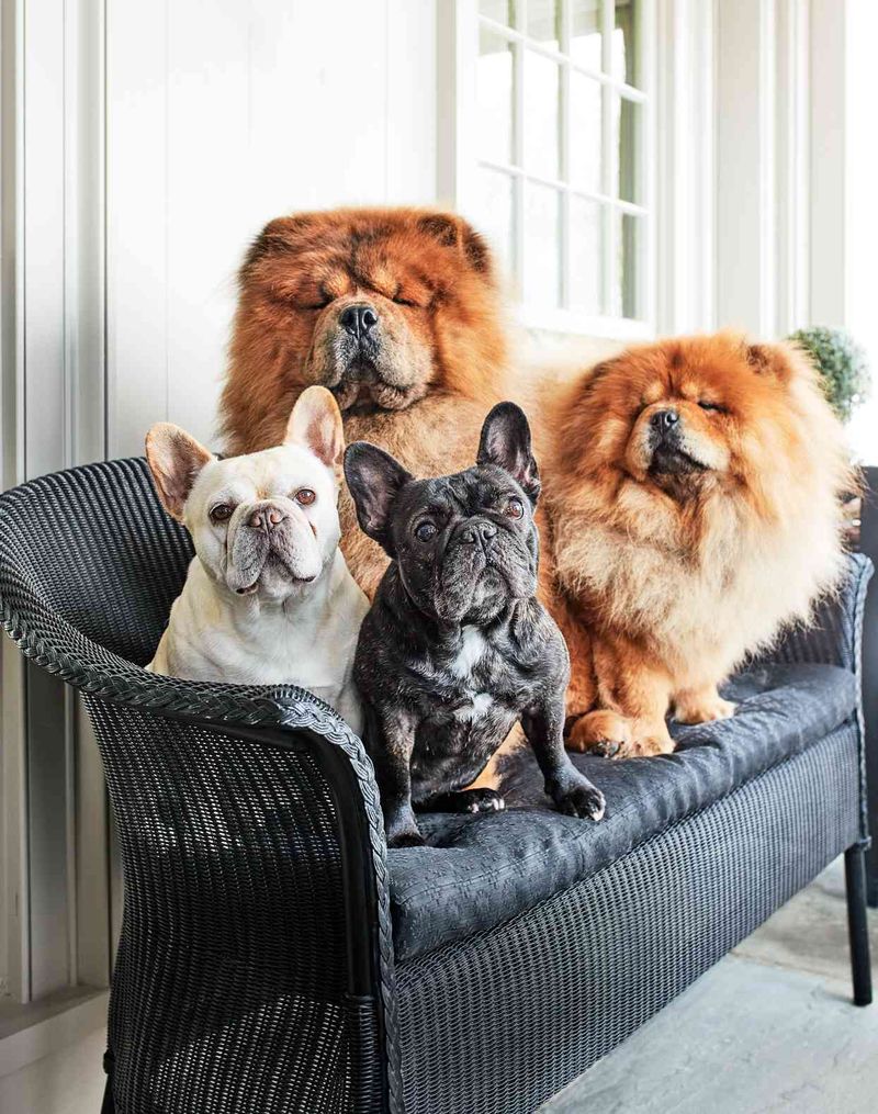 Bulldog