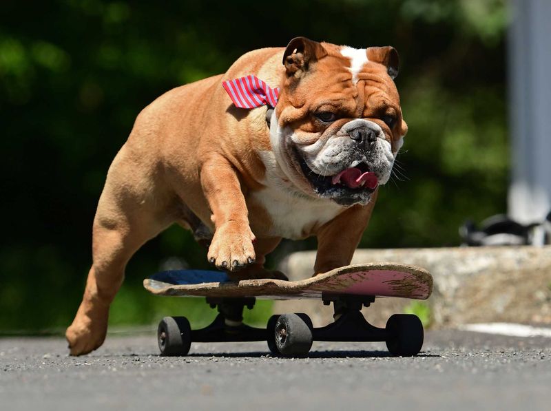 Bulldogs and Skateboarding