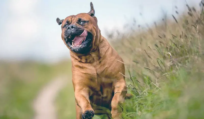 Bullmastiff