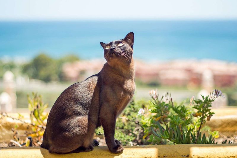 Burmese