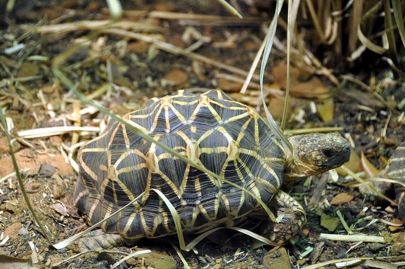 Burmese Star Tortoise