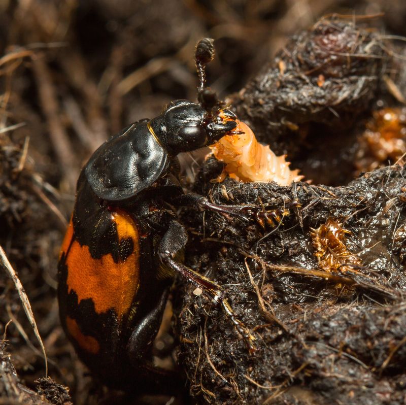 Burying Beetle