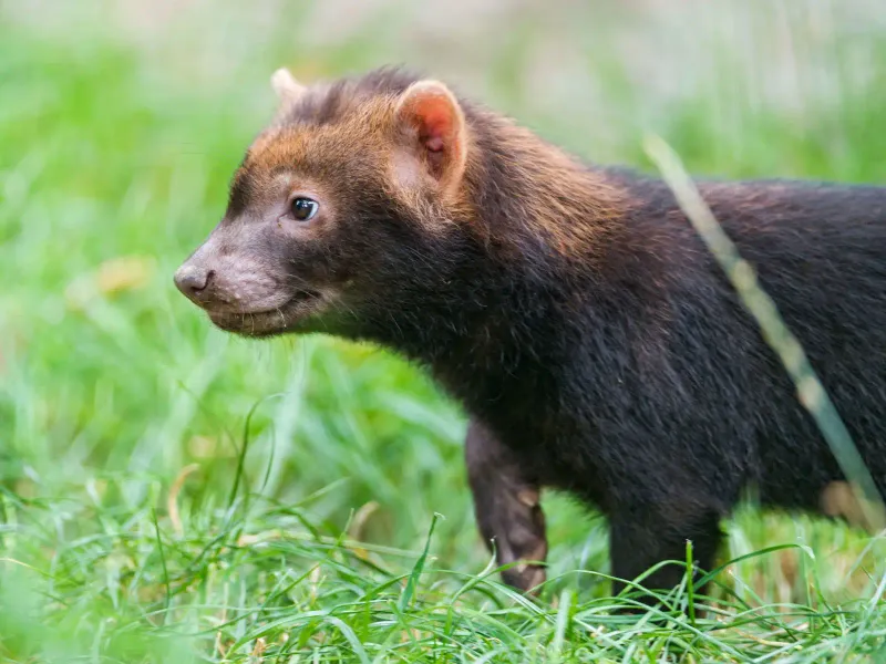 Bush Dog