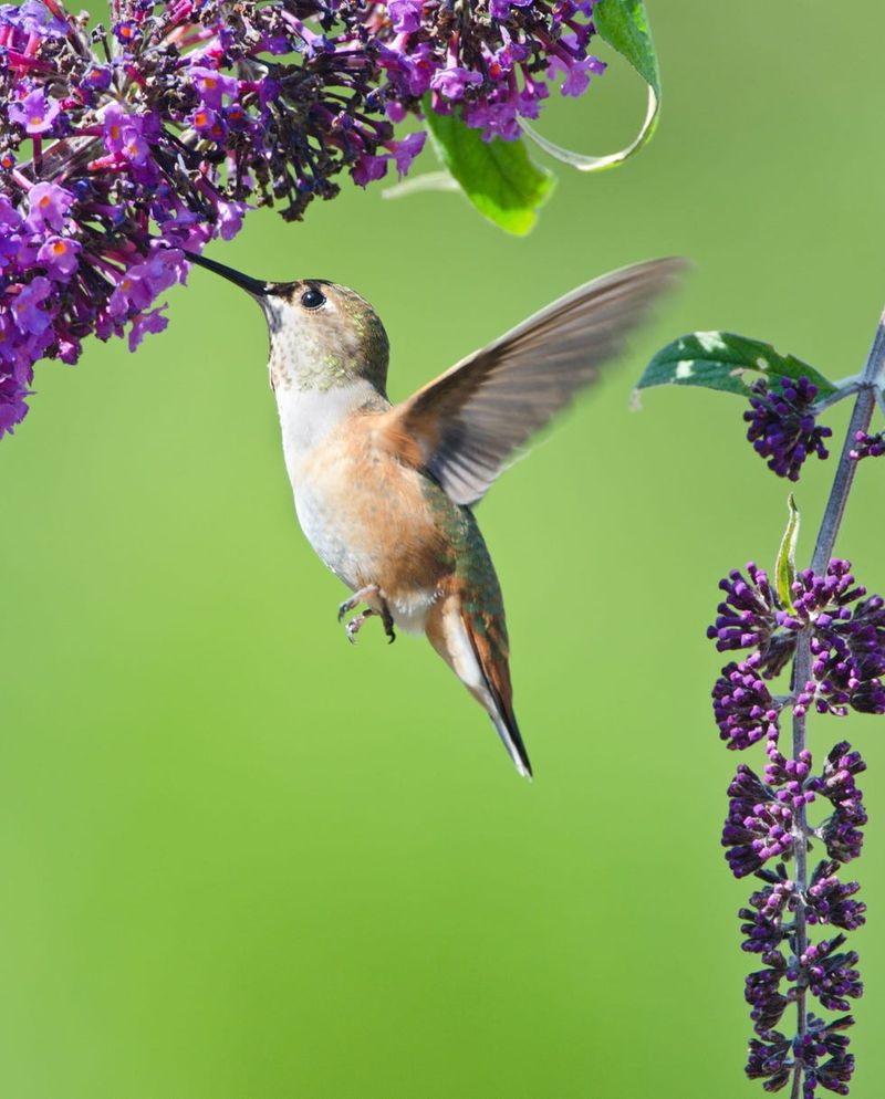 Butterfly Bush