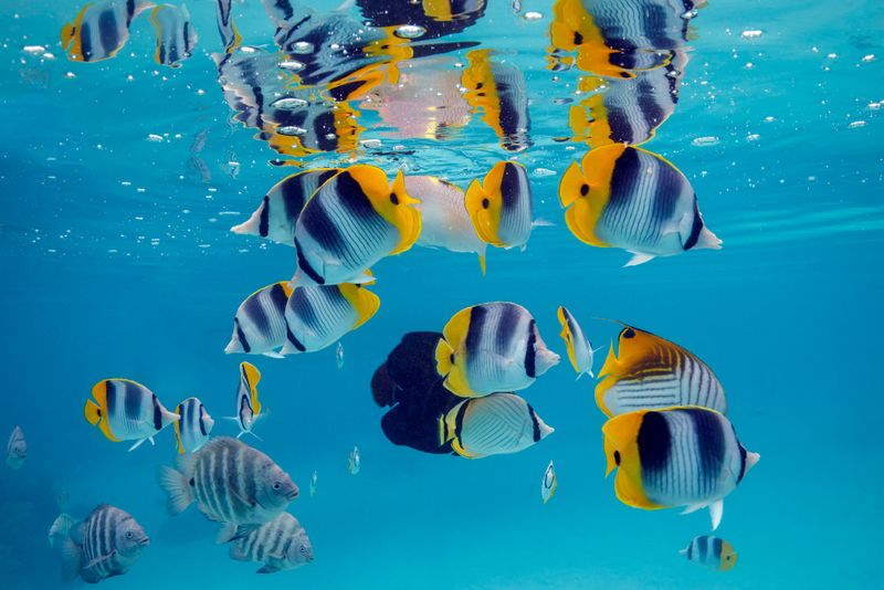 Butterflyfish