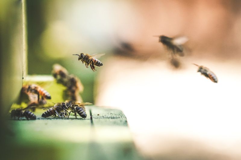 Buzzing Communication