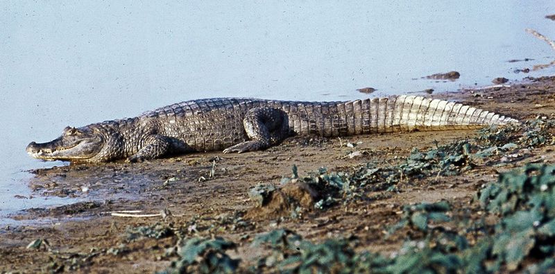 Caiman