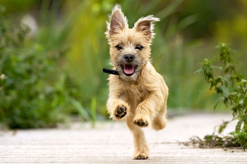 Cairn Terrier