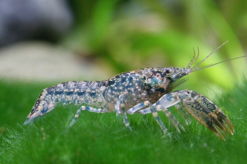 Cajun Dwarf Crayfish