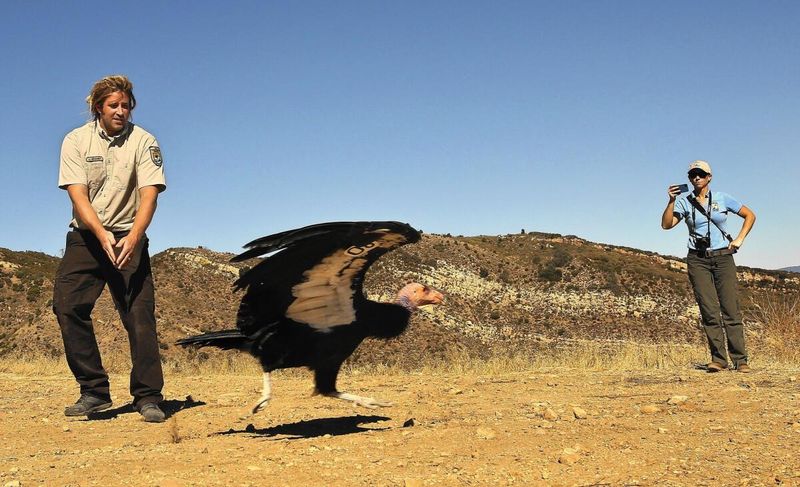 California Condors