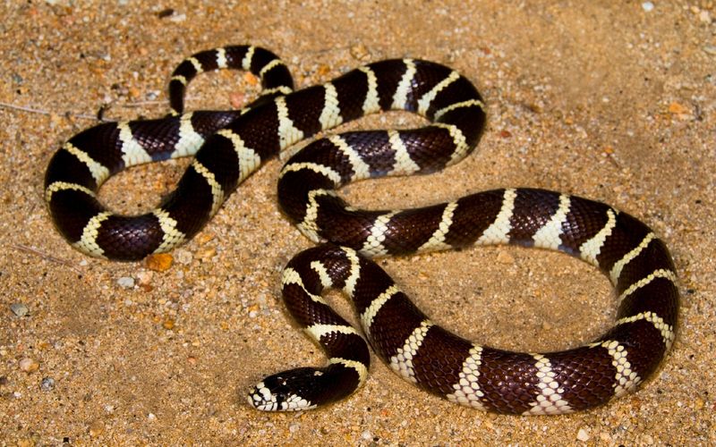 California Kingsnake