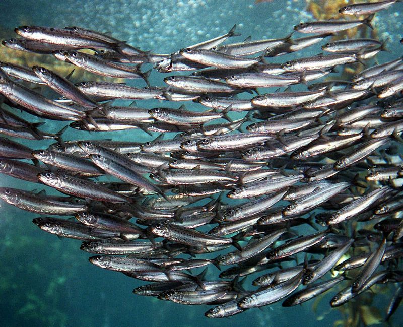 California Sardines