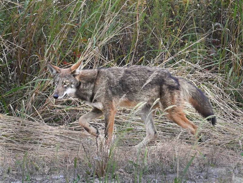 Camouflage