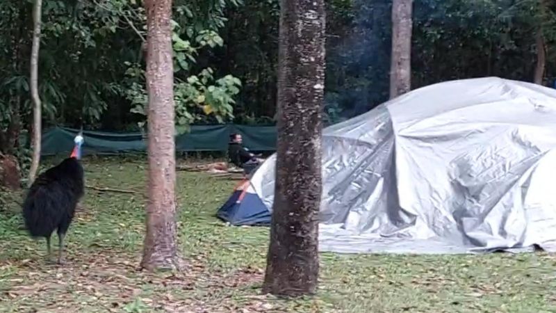 Camping Near Cassowary Territory