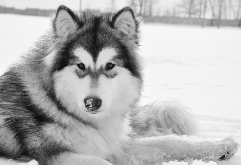 Canadian Eskimo Dog