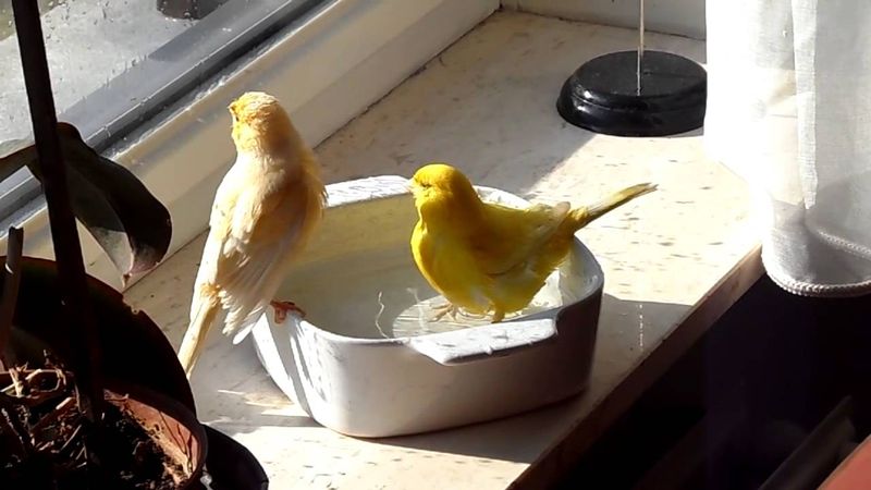 Canary