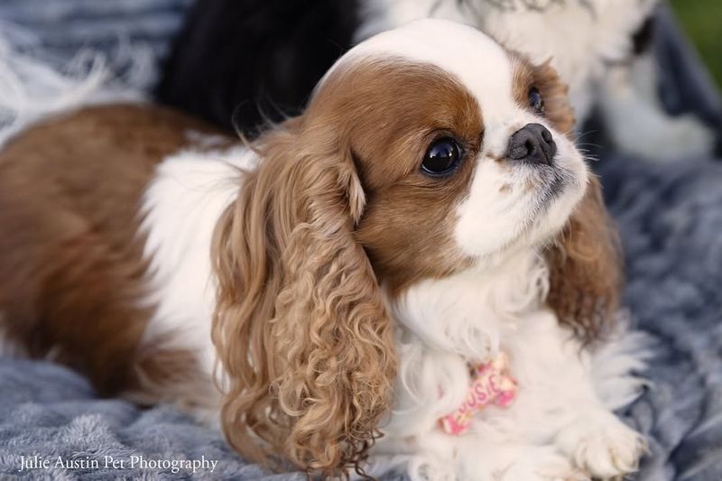 Cancer - Cavalier King Charles Spaniel