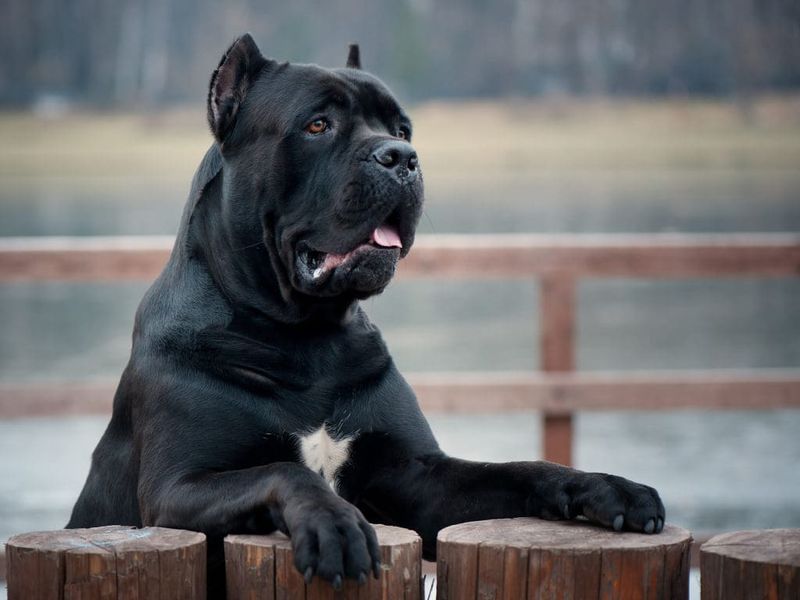 Cane Corso