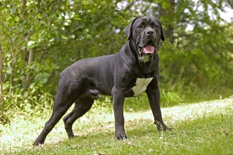 Cane Corso