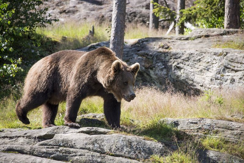 Cantabrian Brown Bear