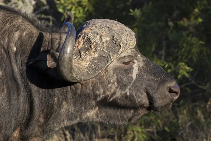 Cape Buffalo