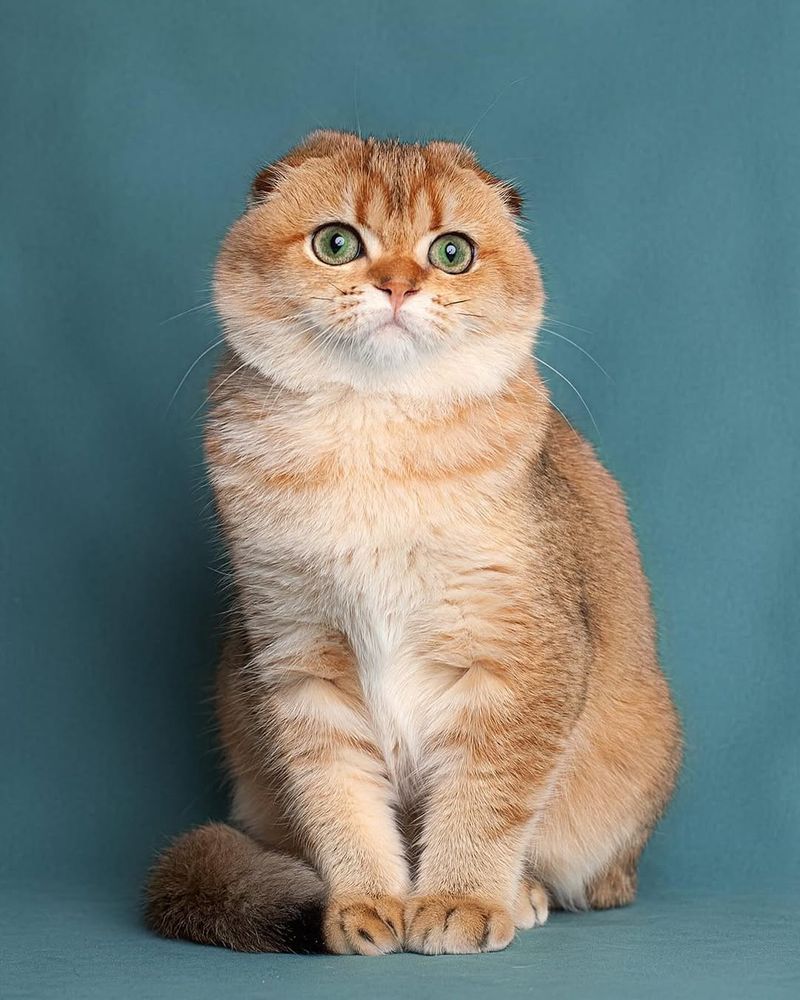 Capricorn - Scottish Fold