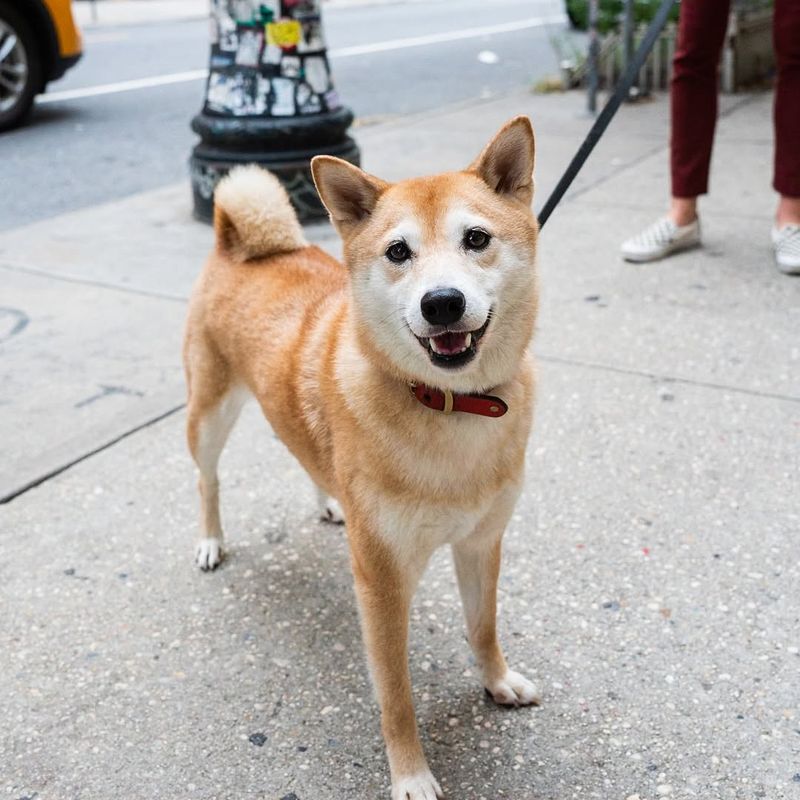 Capricorn - Shiba Inu