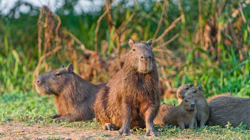 Capybara