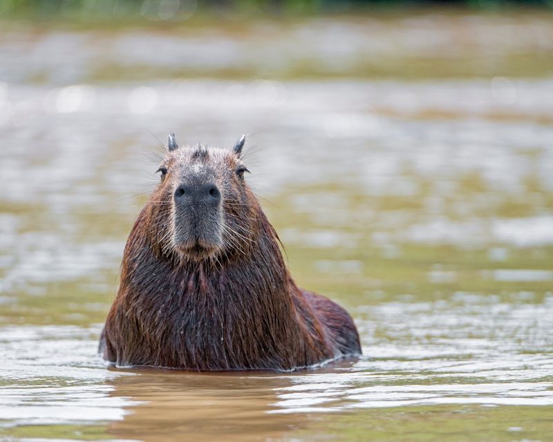 Capybara