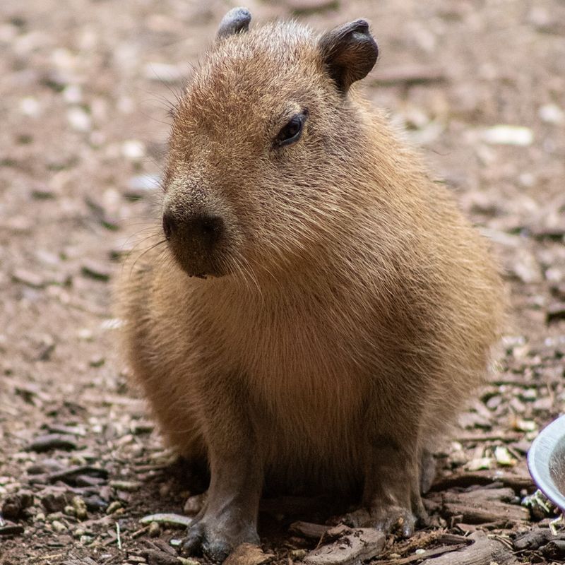 Capybara