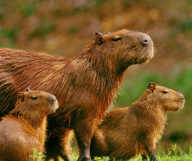 Capybara