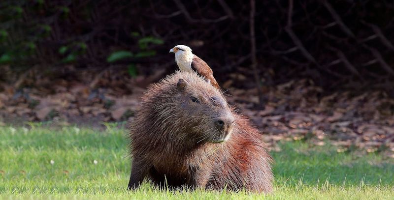 Capybara